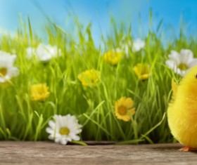 Plush chicks with green background HD picture