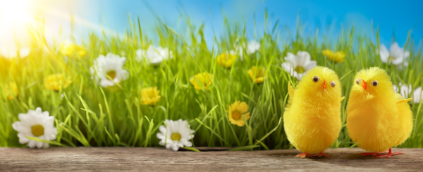 Plush chicks with green background HD picture