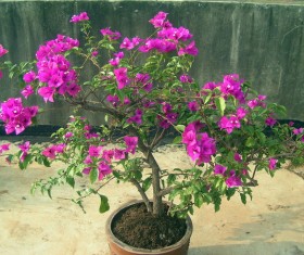 Potted Bougainvillea Stock Photo