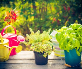 Potted plants on the table and pots HD picture