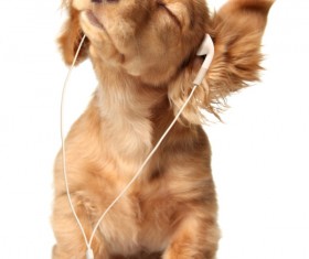 Puppies with headphones Stock Photo