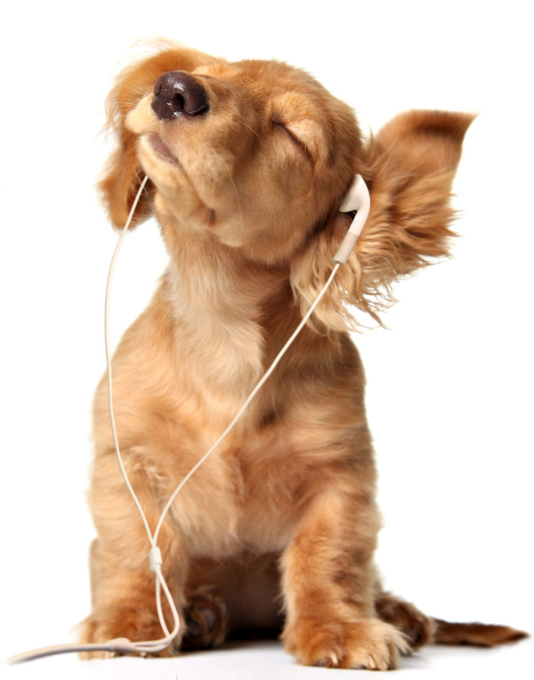 Puppies with headphones Stock Photo