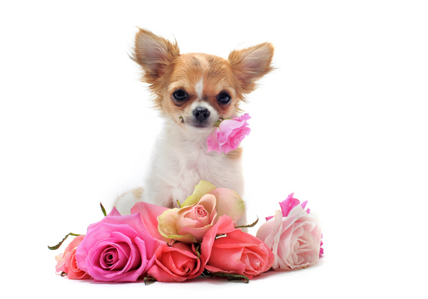 Puppy and flowers Stock Photo