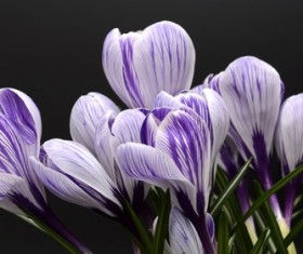 Purple white saffron close-up HD picture