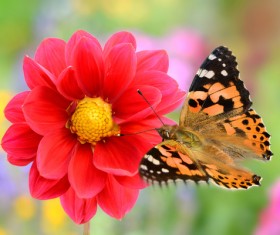 Red beautiful flowers with butterflies HD picture