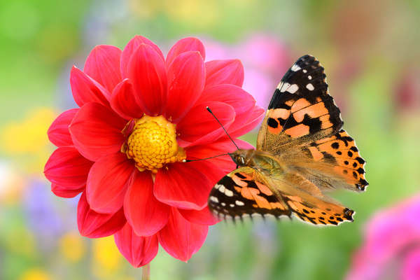 Red beautiful flowers with butterflies HD picture
