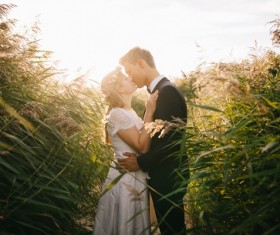 Reeds intimate lovers Stock Photo