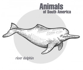 River dolphin hand drawing sketch vector