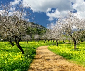 Roadside beautiful cherry blossoms in full bloom HD picture