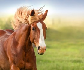 Running the horse Stock Photo 01