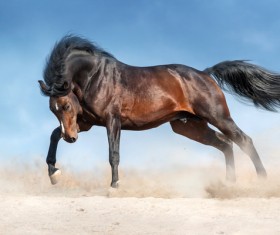 Running the horse Stock Photo 02