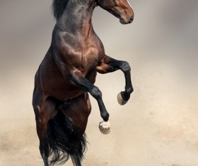 Running the horse Stock Photo 03