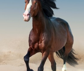 Running the horse Stock Photo 04