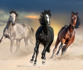 Running the horse Stock Photo 05