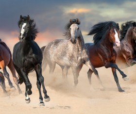 Running the horse Stock Photo 06