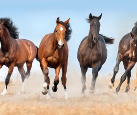 Running the horse Stock Photo 07