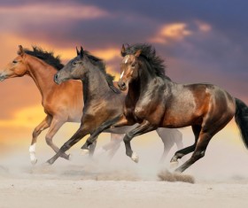 Running the horse Stock Photo 08