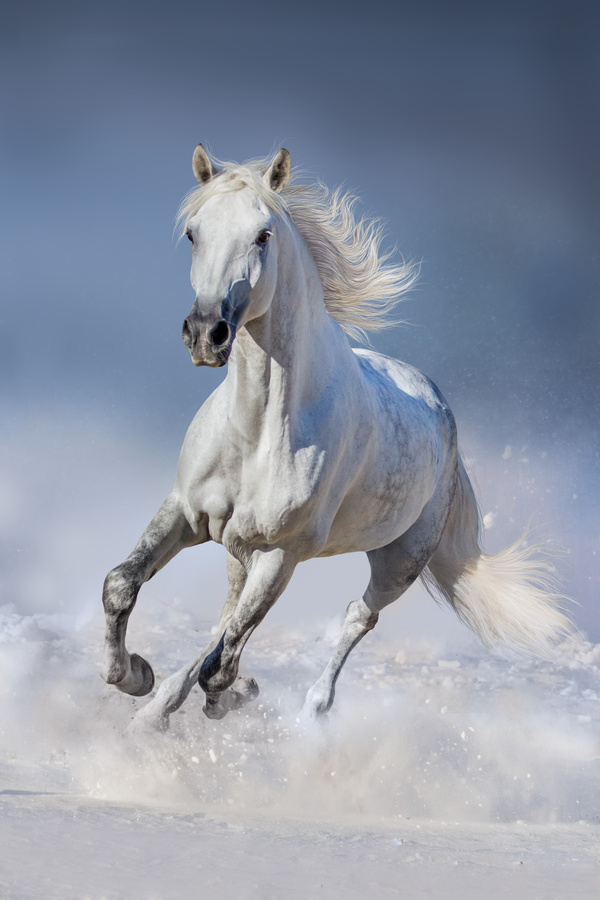 Running white stallion Stock Photo 01