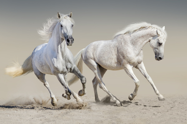 Running white stallion Stock Photo 02