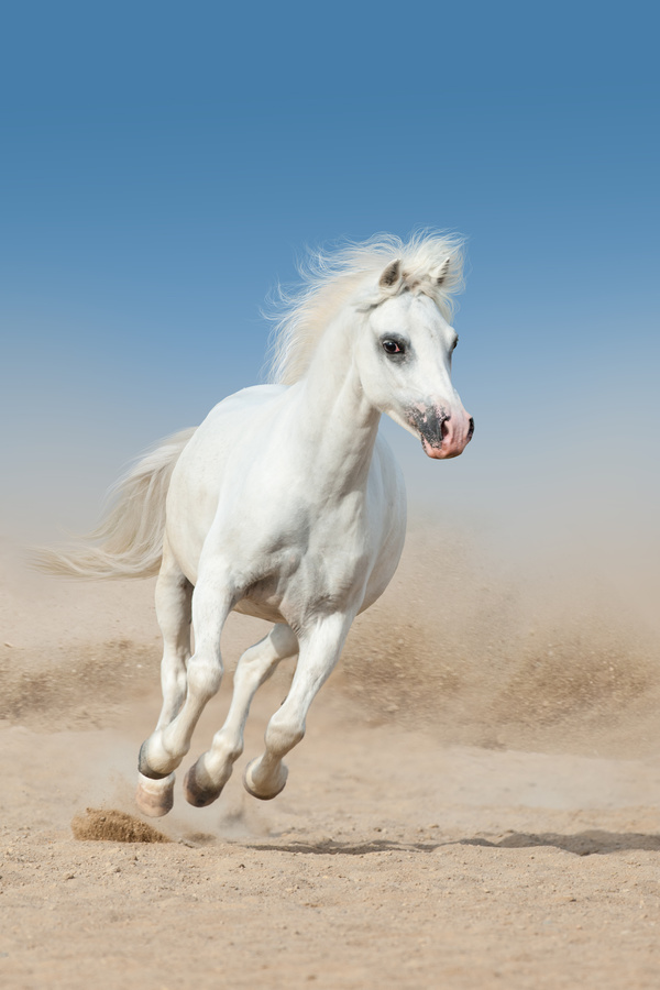 Running white stallion Stock Photo 03