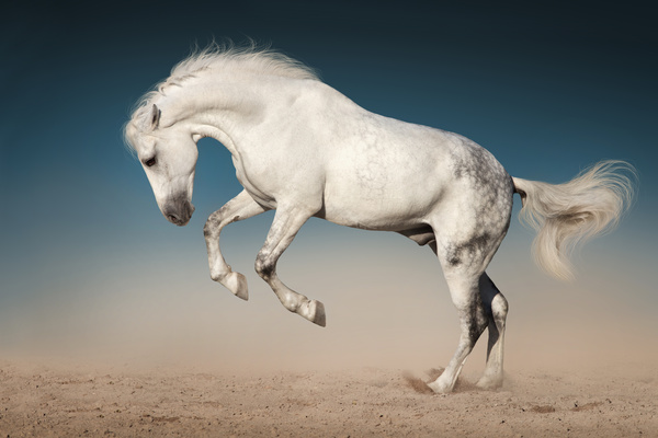 Running white stallion Stock Photo 04