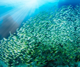 Sea fish Stock Photo