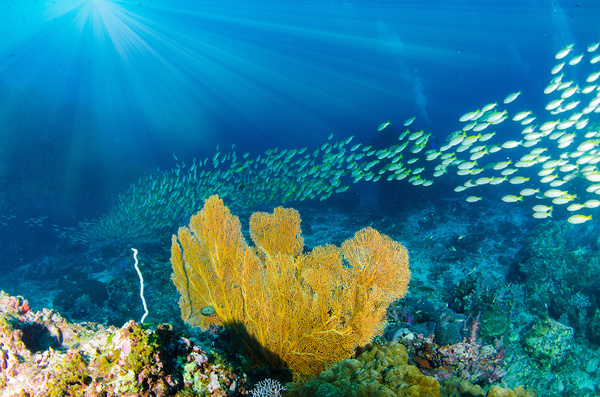 Sea fish and coral Stock Photo