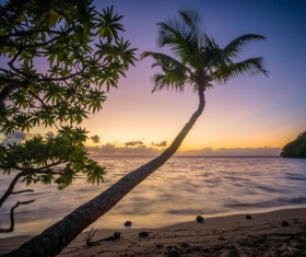 Sea scenery and seaside coconut trees Stock Photo