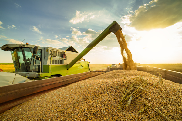 Self-propelled round-fed combine harvesters Stock Photo