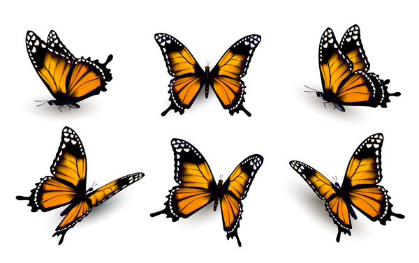Set of colorful butterflies vector material 12
