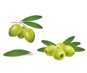 Set of green olives on white background vector 01