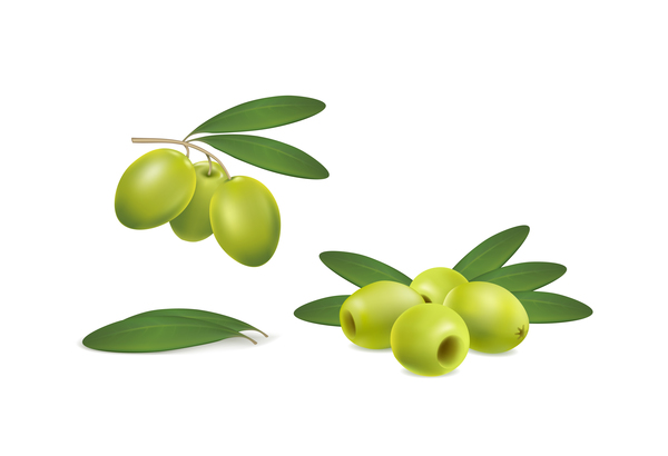 Set of green olives on white background vector 01