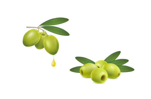 Set of green olives on white background vector 02