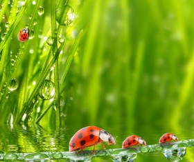 Seven star ladybugs and water on the grass Stock Photo