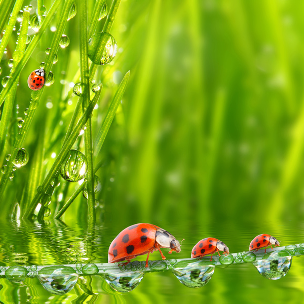 Seven star ladybugs and water on the grass Stock Photo