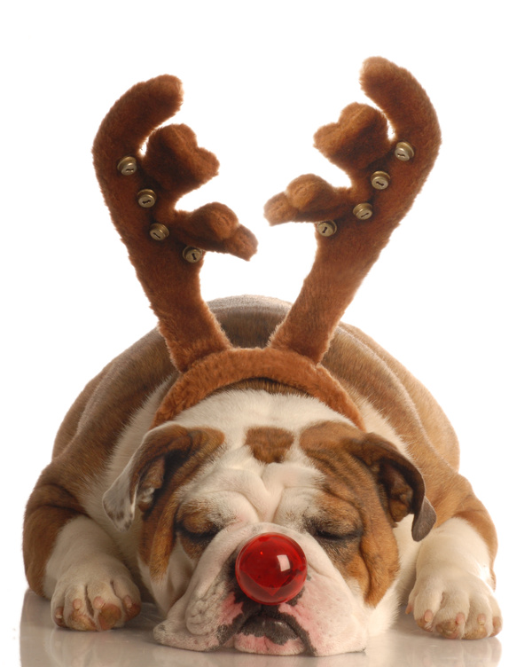 Shar-Pei decorated with antlers Stock Photo
