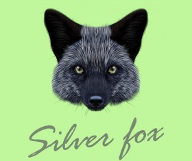 Silver fox head vector illustration 01