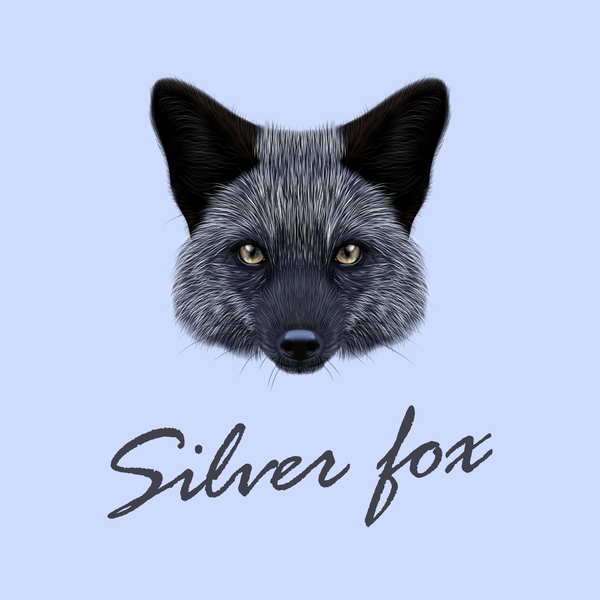 Silver fox head vector illustration 02
