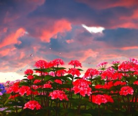 Sky clouds with red floral plants Stock Photo