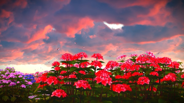 Sky clouds with red floral plants Stock Photo