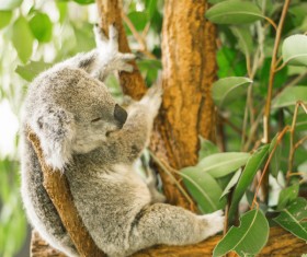 Sleeping on eucalyptus trees lazy Stock Photo 01