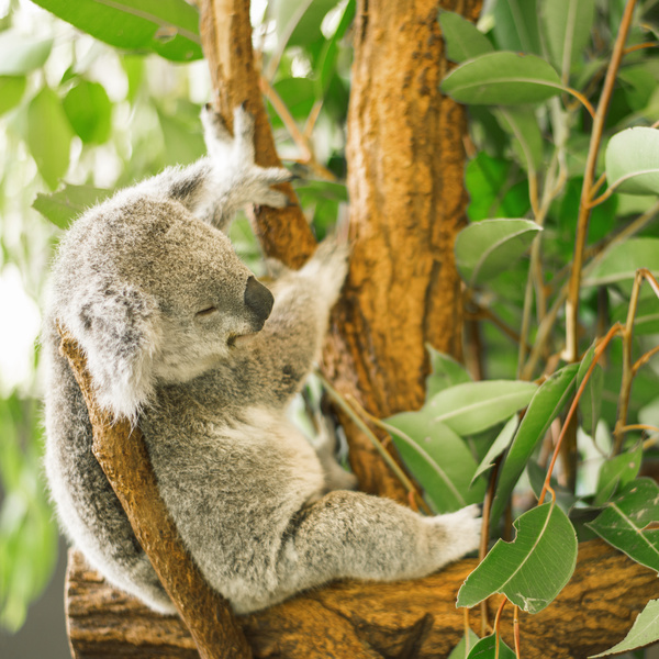 Sleeping on eucalyptus trees lazy Stock Photo 01