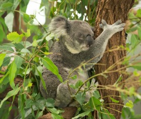 Sleeping on eucalyptus trees lazy Stock Photo 02