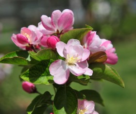 Small Begonia Flower Stock Photo