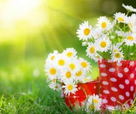 Small fresh white chrysanthemum Stock Photo