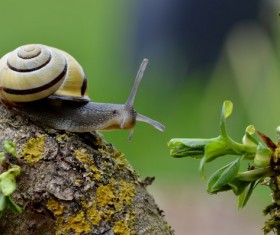 Small snail Stock Photo