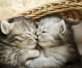 Snuggling together two kittens Stock Photo