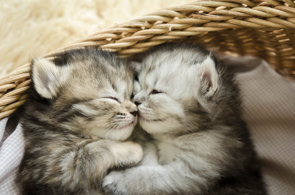 Snuggling together two kittens Stock Photo