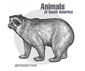 Spectacled bear hand drawing sketch vector