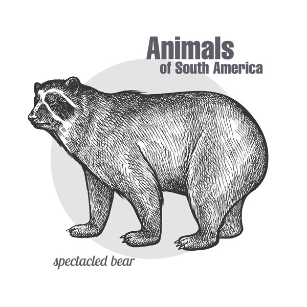 Spectacled bear hand drawing sketch vector